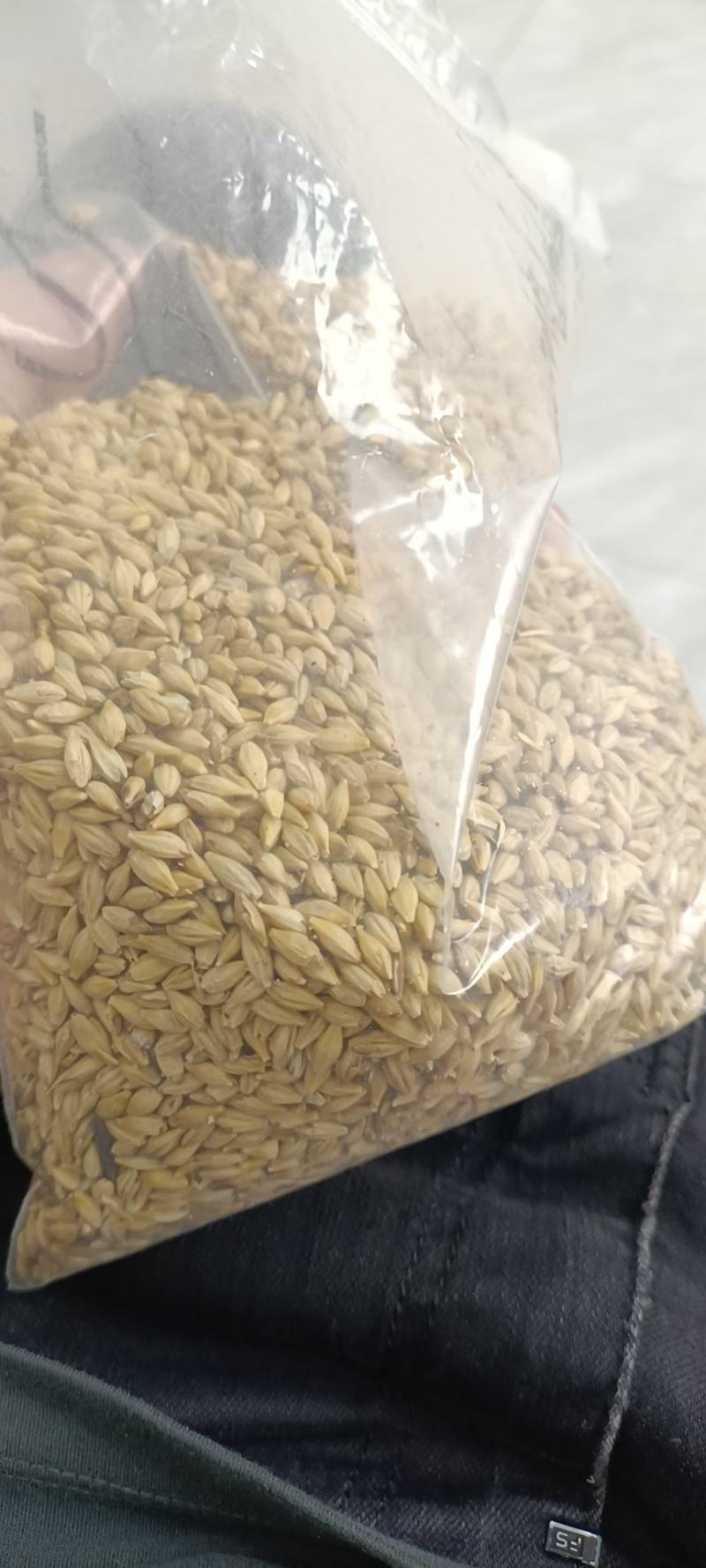俄罗斯进口大麦