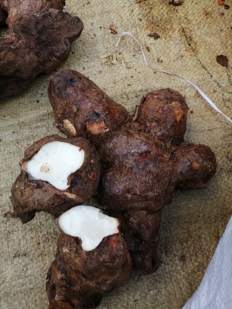 本地野生新鲜土伏苓，白肉粉质，煲汤清甜，大自然里的原生态