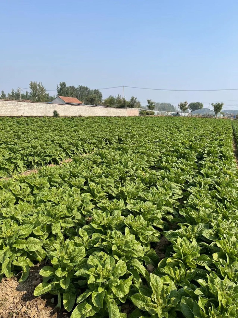 莴笋园叶三青莴笋无花无苔产地直供量大从优代发全国