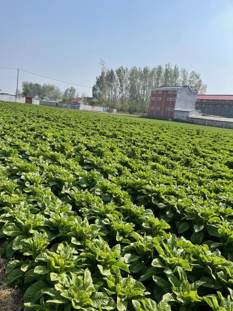 莴笋园叶三青莴笋无花无苔产地直供量大从优代发全国