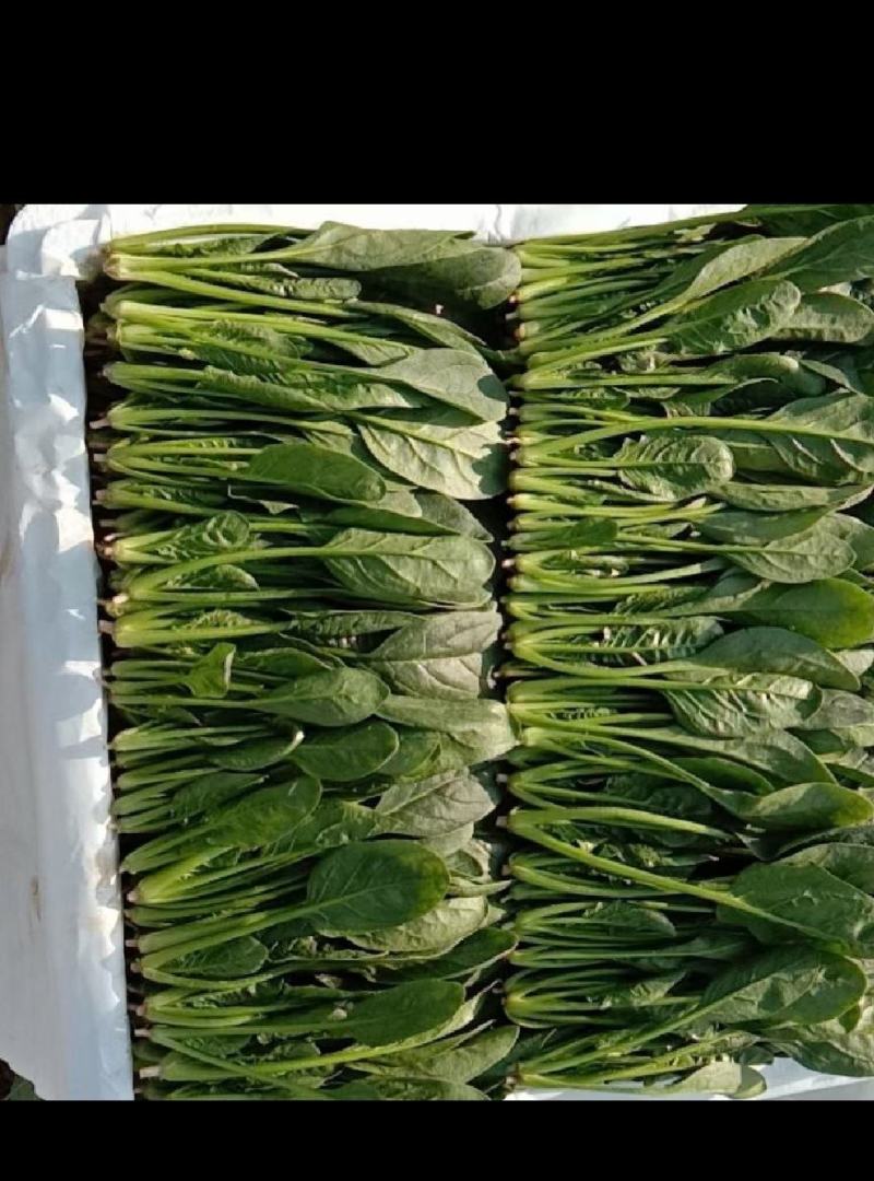 菠菜产地直供超市，各大市场，电商，产地一手货源，品质保障