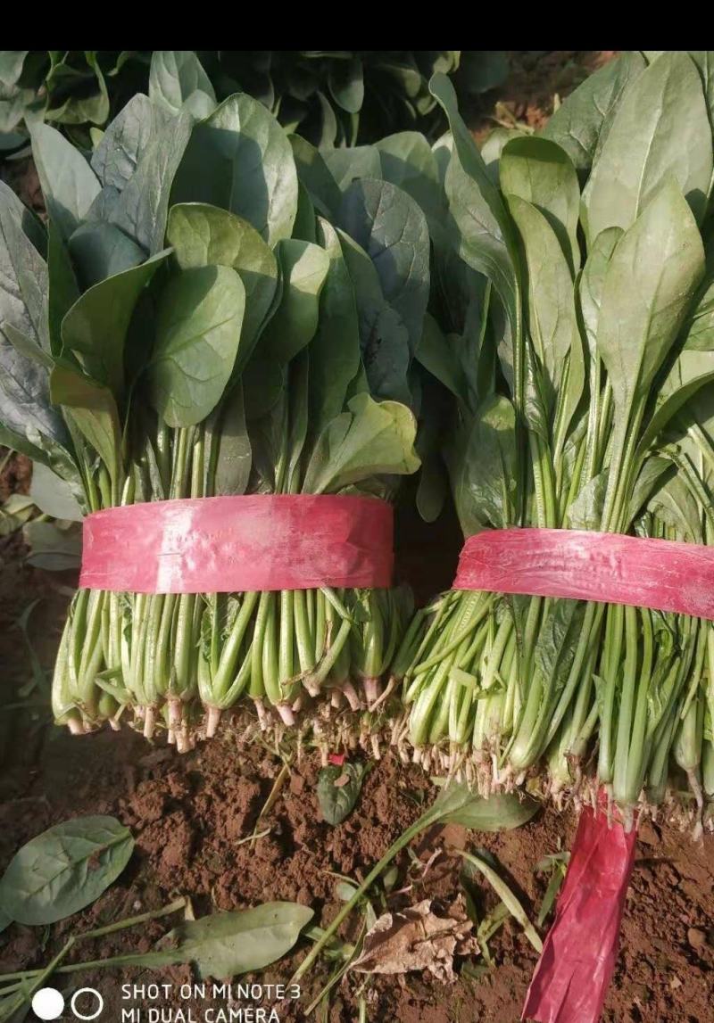 菠菜产地直供超市，各大市场，电商，产地一手货源，品质保障