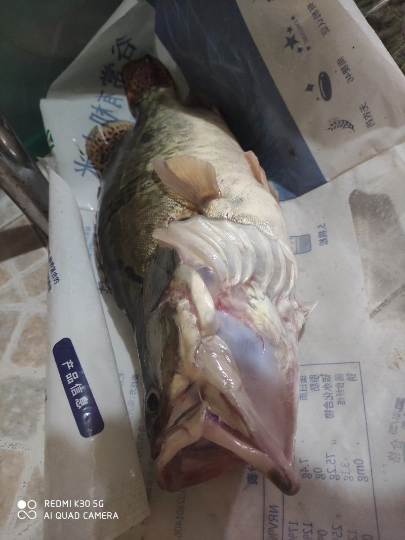 鳜鱼肥了！