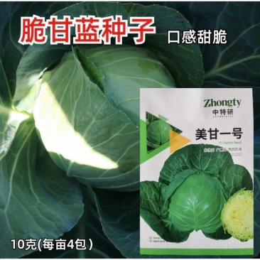 甜脆甘蓝种子美甘一号圆包菜种子农户种植户大面积种植蔬菜种