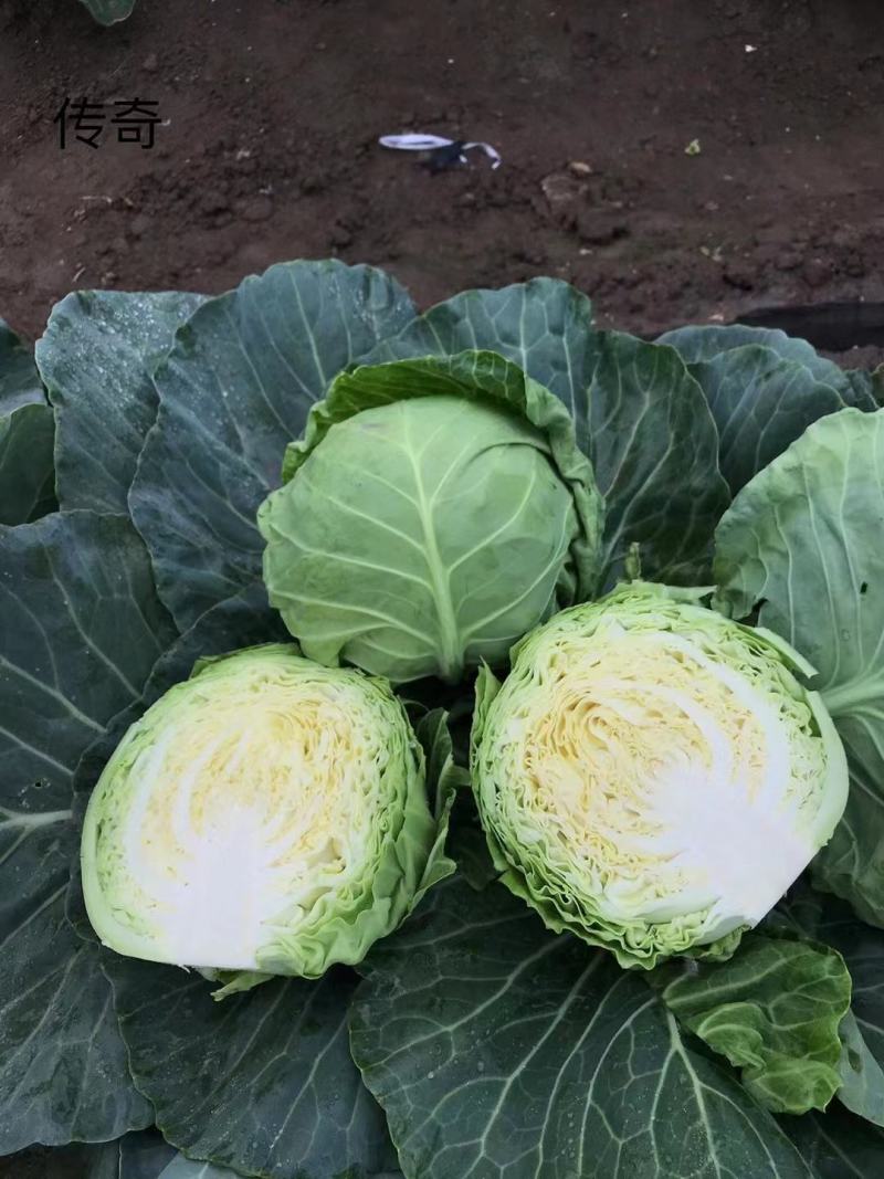 甜脆甘蓝种子美甘一号圆包菜种子农户种植户大面积种植蔬菜种