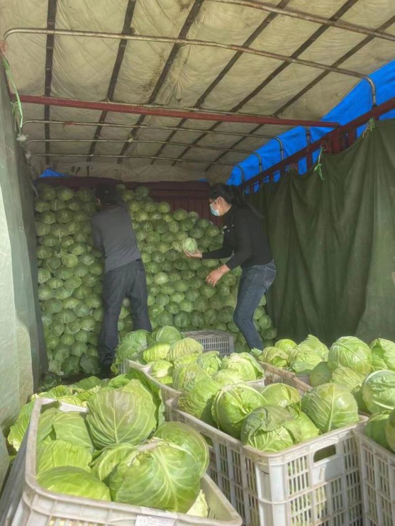 甜脆甘蓝种子美甘一号圆包菜种子农户种植户大面积种植蔬菜种