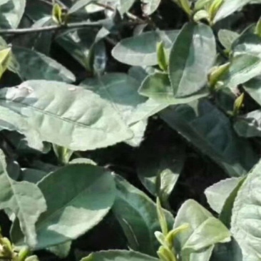 信阳毛尖茶叶