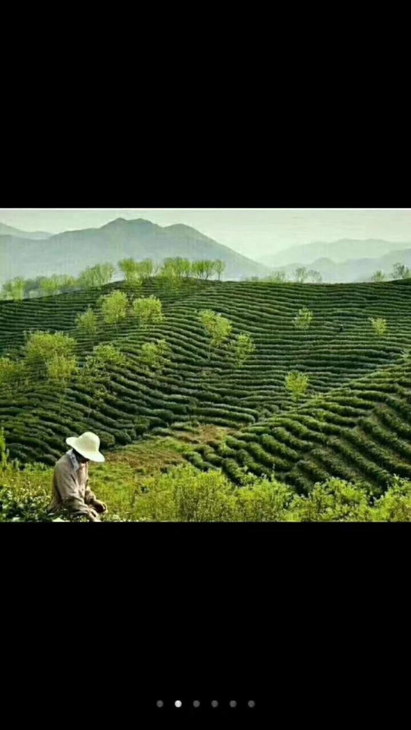 信阳毛尖茶叶