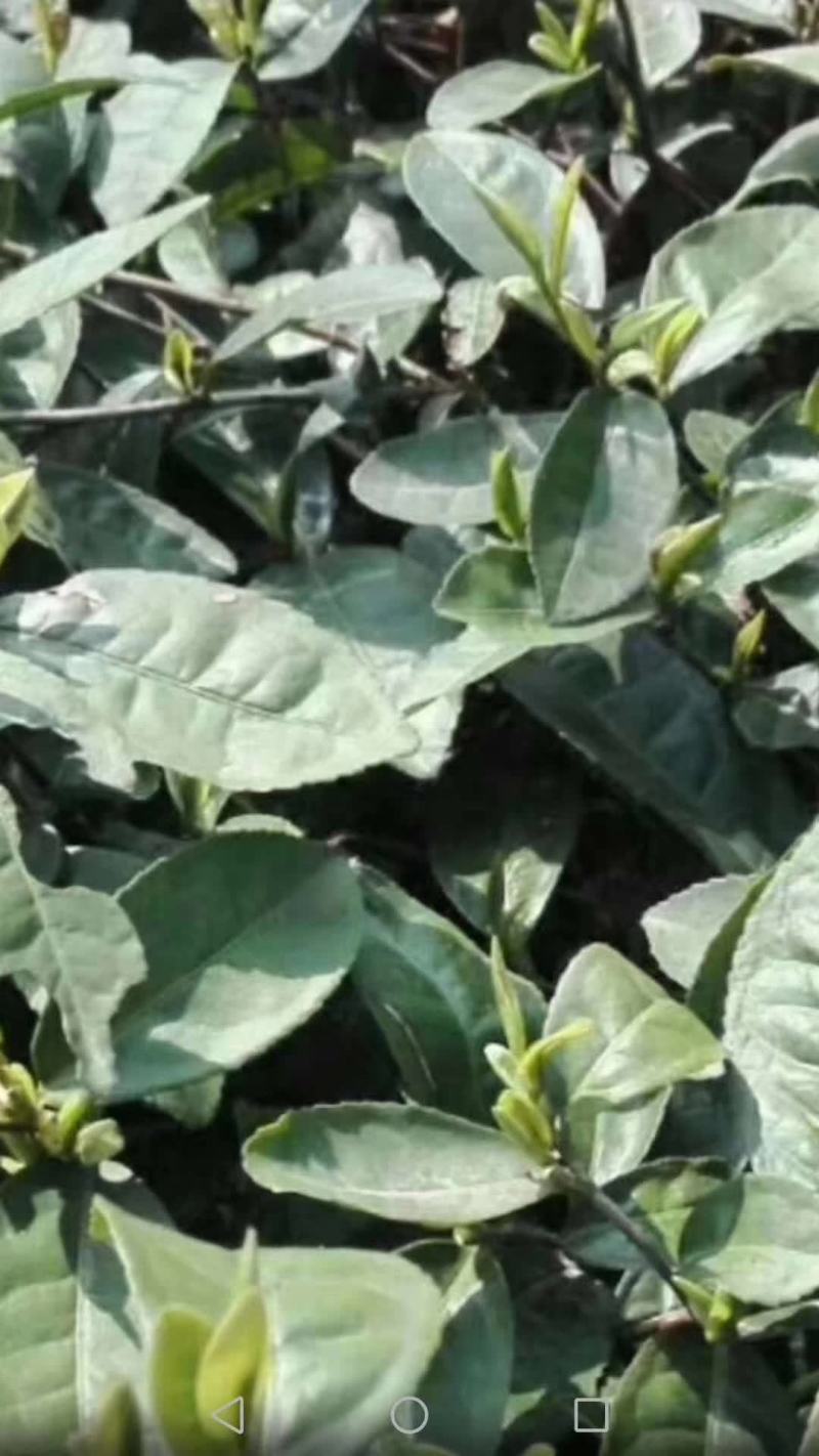 信阳毛尖茶叶