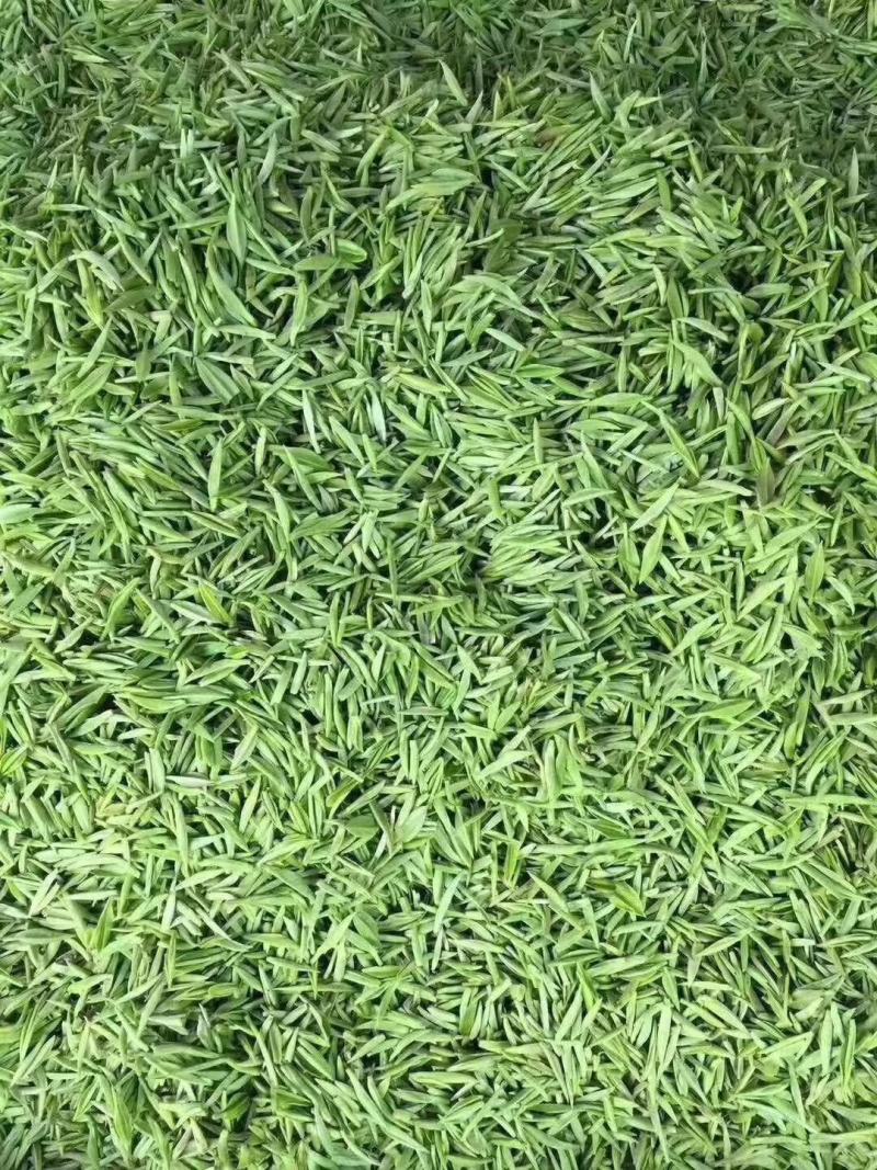 信阳毛尖茶叶