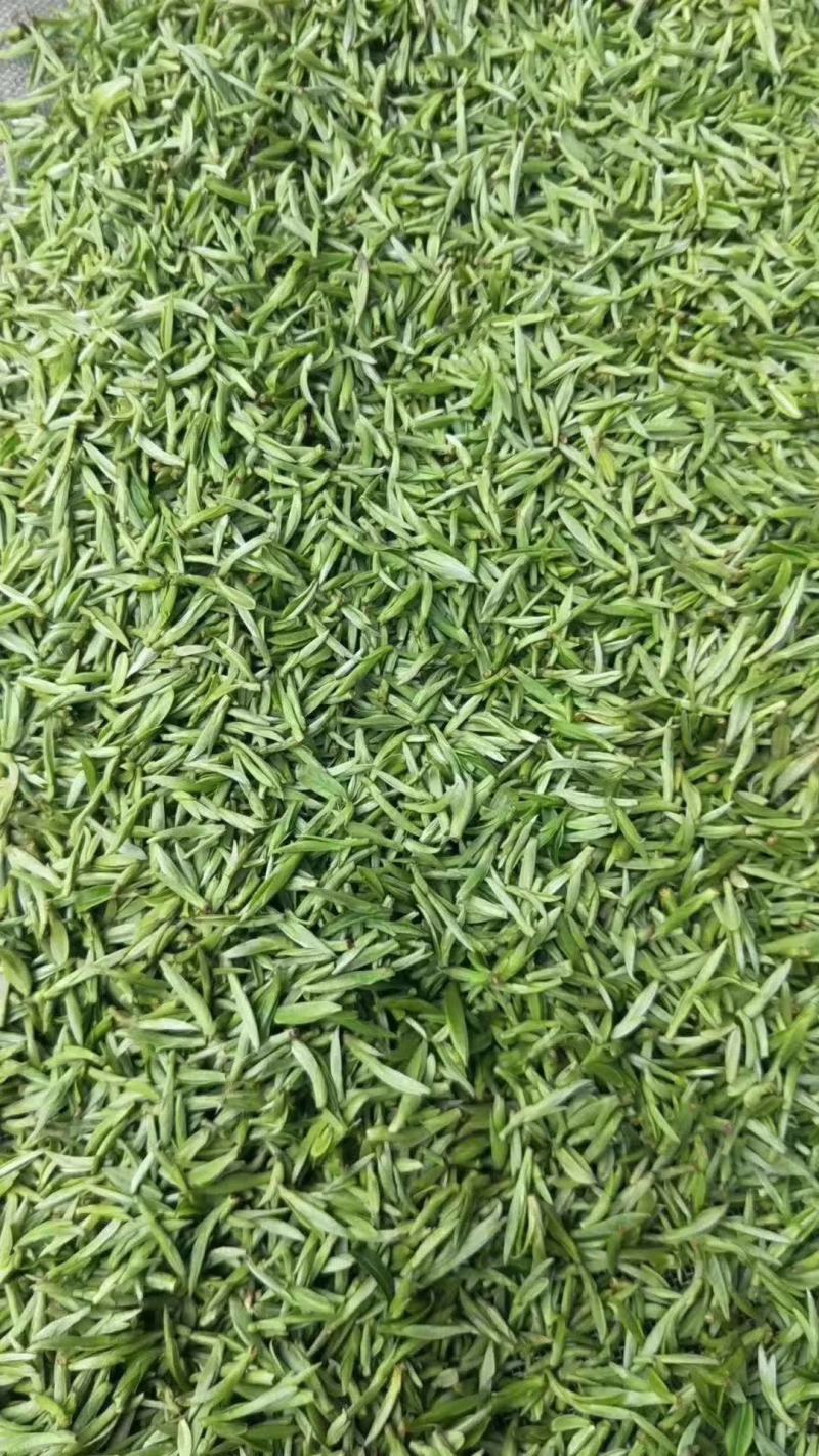 信阳毛尖茶叶
