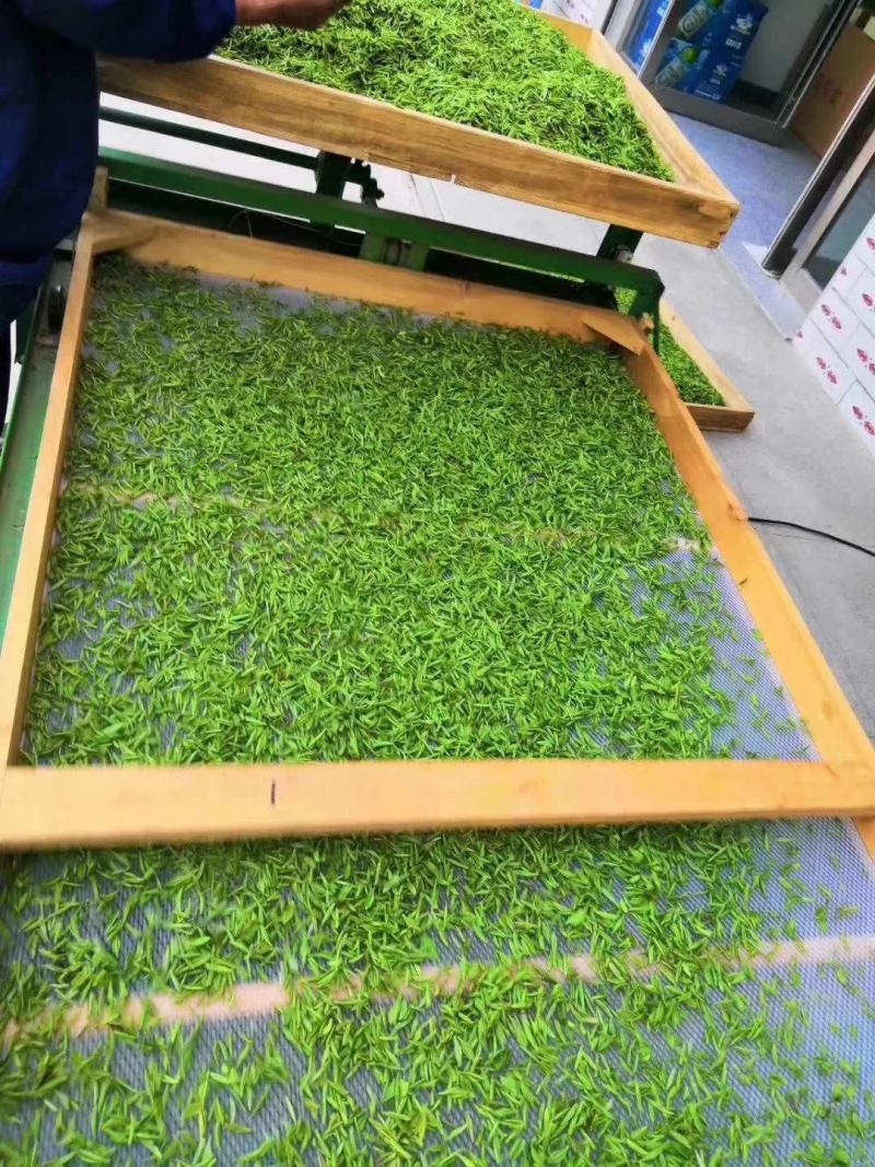 信阳毛尖茶叶
