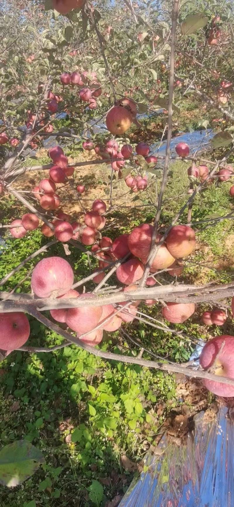 大凉山盐源苹果