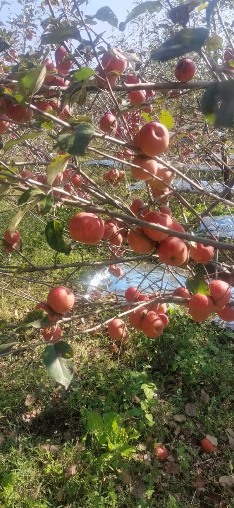 大凉山盐源苹果