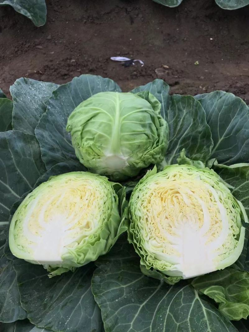 甜脆甘蓝绿甘蓝种子圆包菜种子农户种植户大面积种植蔬菜种子