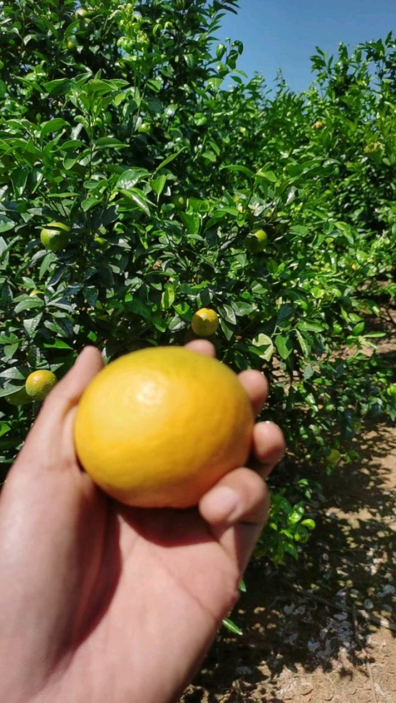 自家百亩头年试产沃柑预售。欢迎量大的来对接