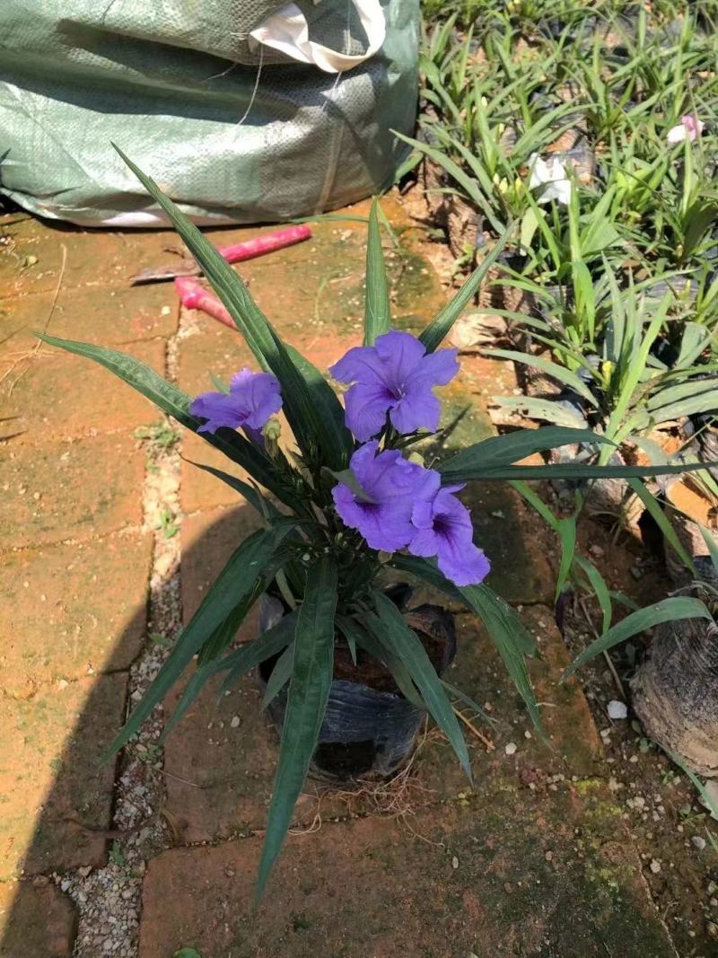 自家翠芦莉，精品货源，价格优惠，基地直供，一手货源