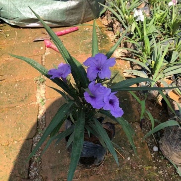 自家翠芦莉，精品货源，价格优惠，基地直供，一手货源
