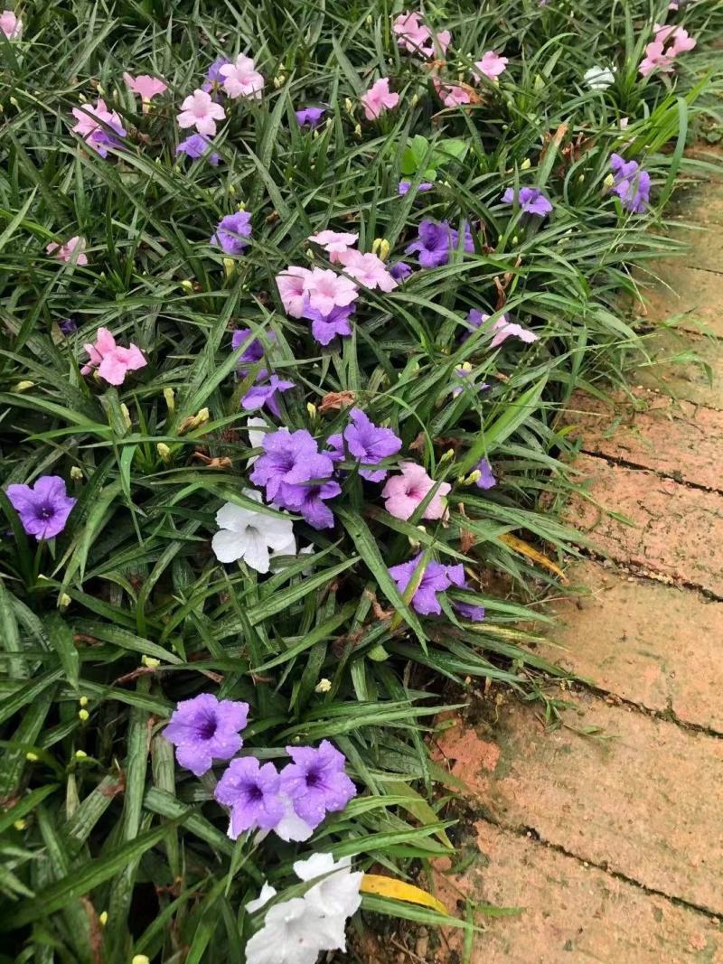 自家翠芦莉，精品货源，价格优惠，基地直供，一手货源