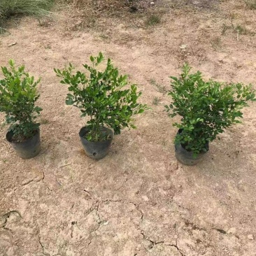 九里香，自家精品货，价格优惠，基地直供，期待合作