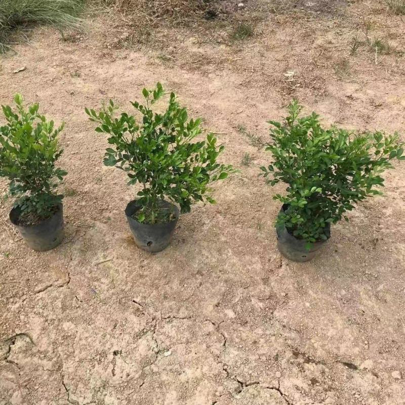 九里香，自家精品货，价格优惠，基地直供，期待合作