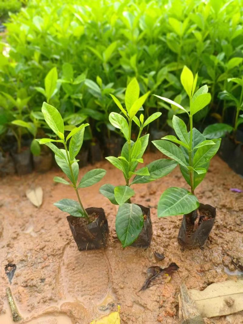 栀子花，数量有限，价格优惠