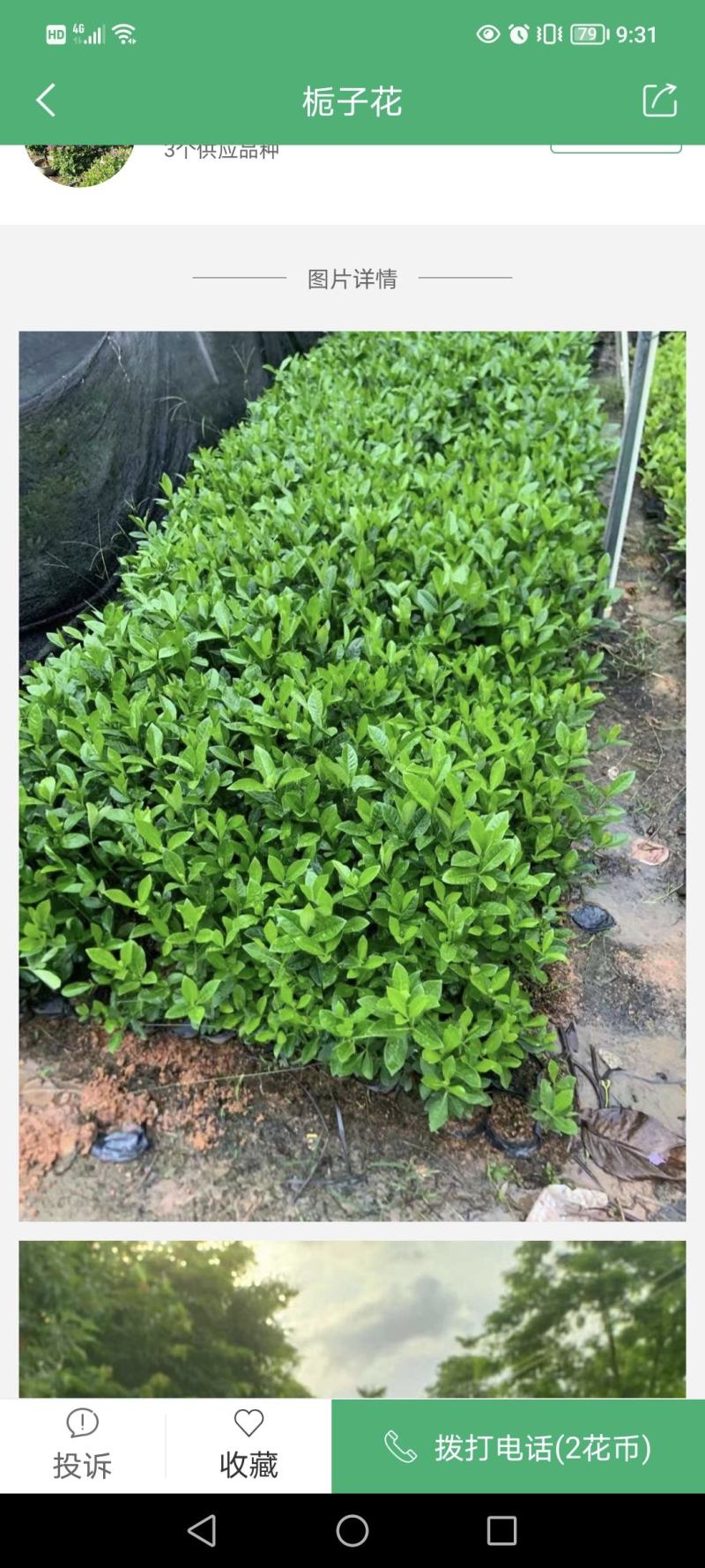 栀子花，数量有限，价格优惠