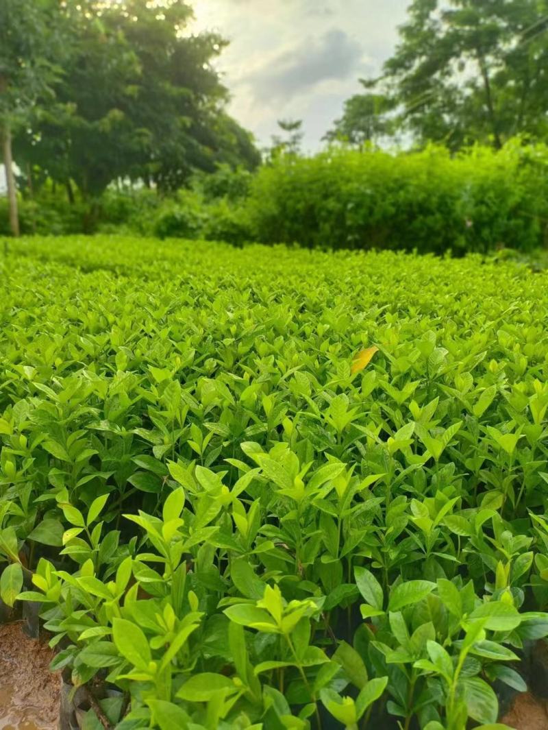 栀子花，数量有限，价格优惠