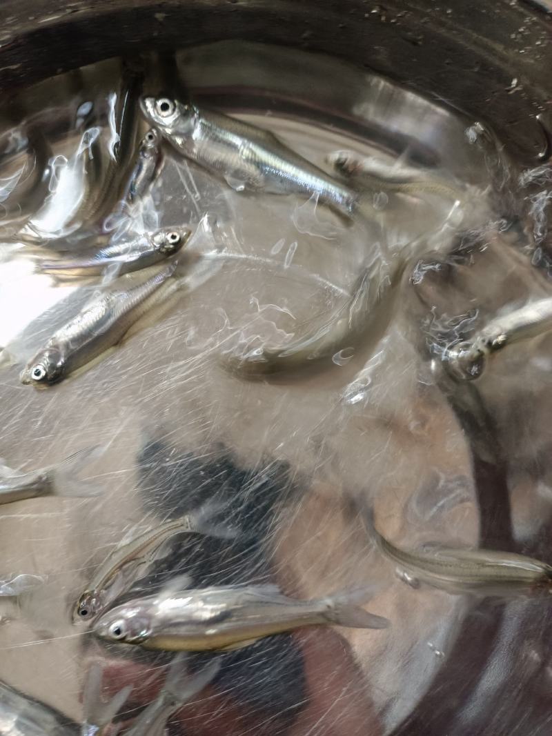 翘嘴鲌鱼苗技术支持指导，科技兴渔。