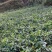 黑老虎苗大果苗树苗布福娜苗爬藤酒饭团南北方种植五味子盆栽