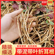贵州新鲜折耳根，农家肥种植基地直供自产自销，
