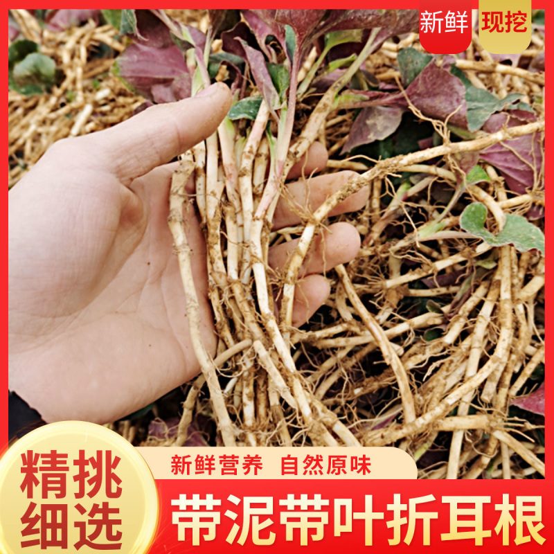 贵州新鲜折耳根，农家肥种植基地直供自产自销，