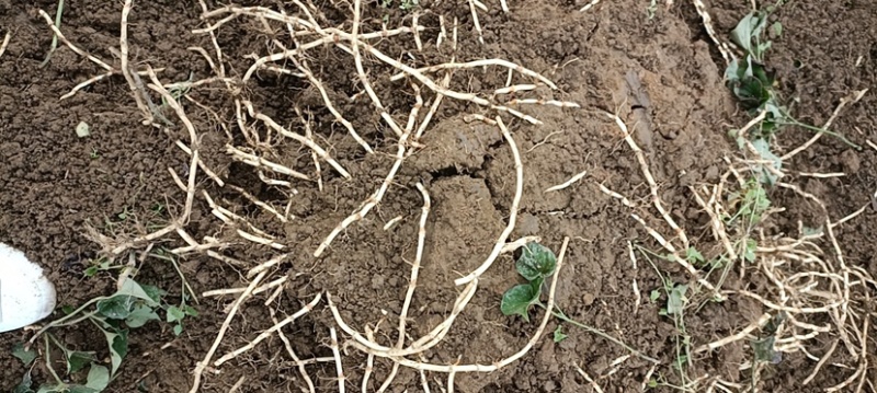 贵州新鲜折耳根，农家肥种植基地直供自产自销，