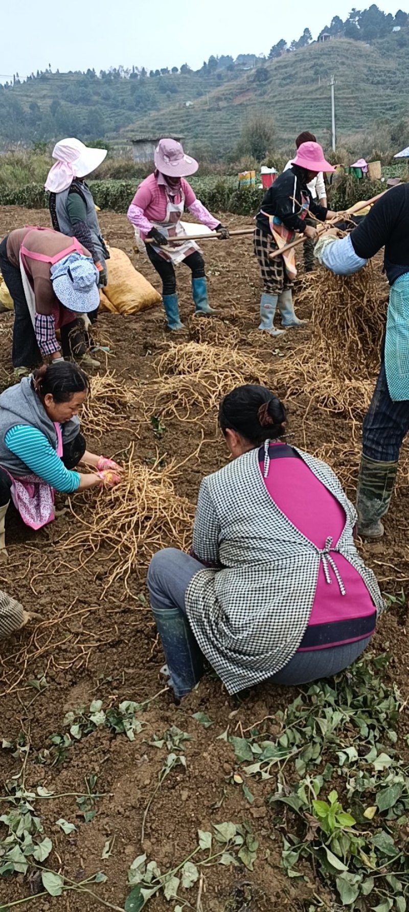 贵州新鲜折耳根，农家肥种植基地直供自产自销，