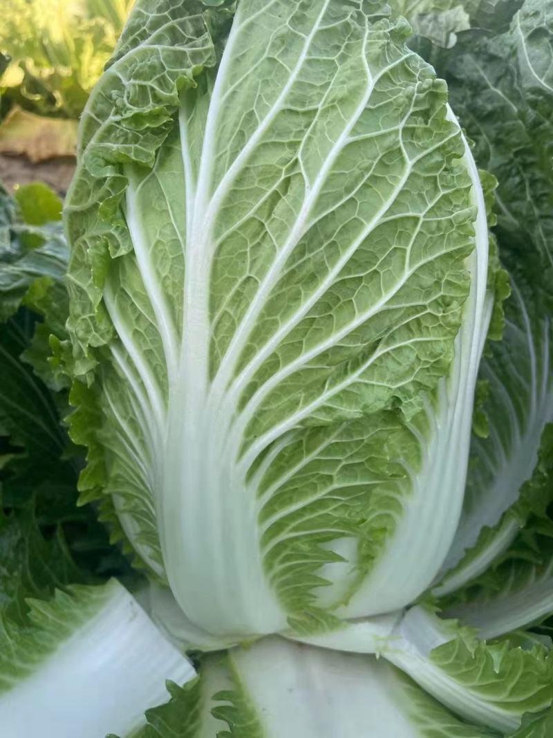 黄心白菜