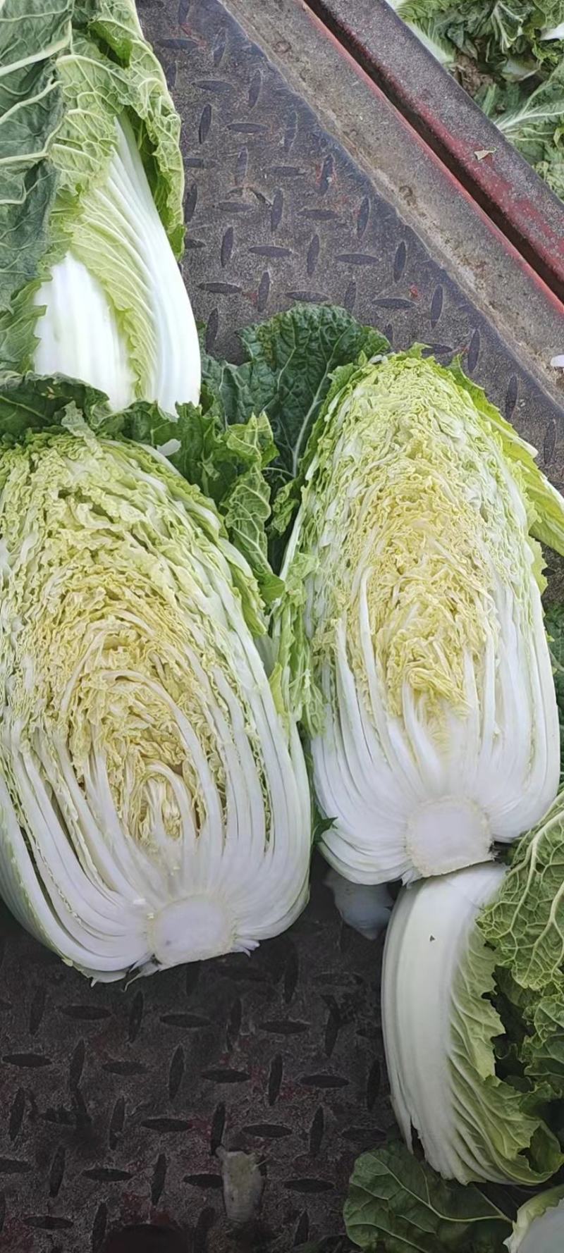 黄心白菜