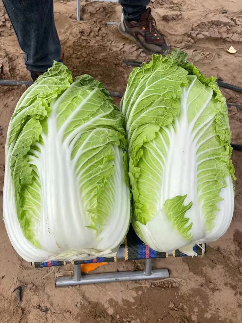 黄心白菜