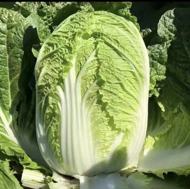 黄心白菜