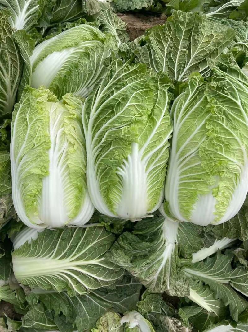 黄心白菜