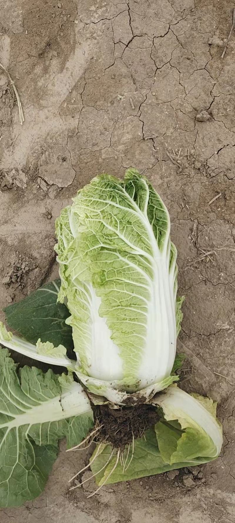 黄心白菜