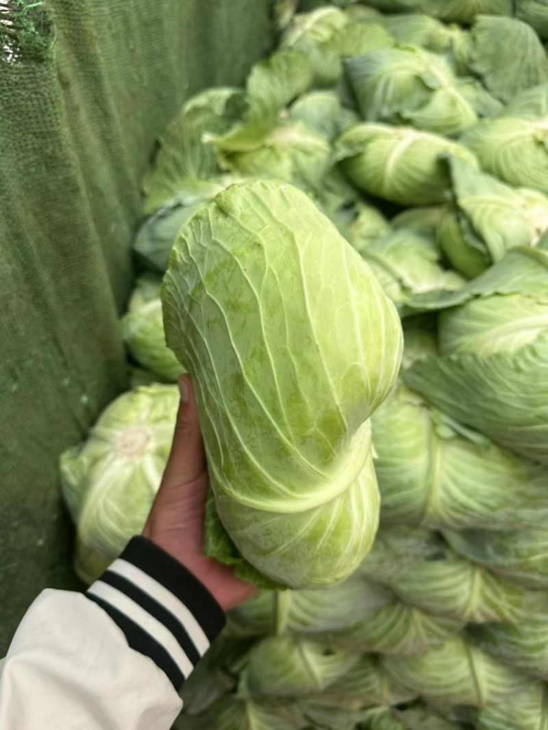 京丰一号大量供应有需要联系我