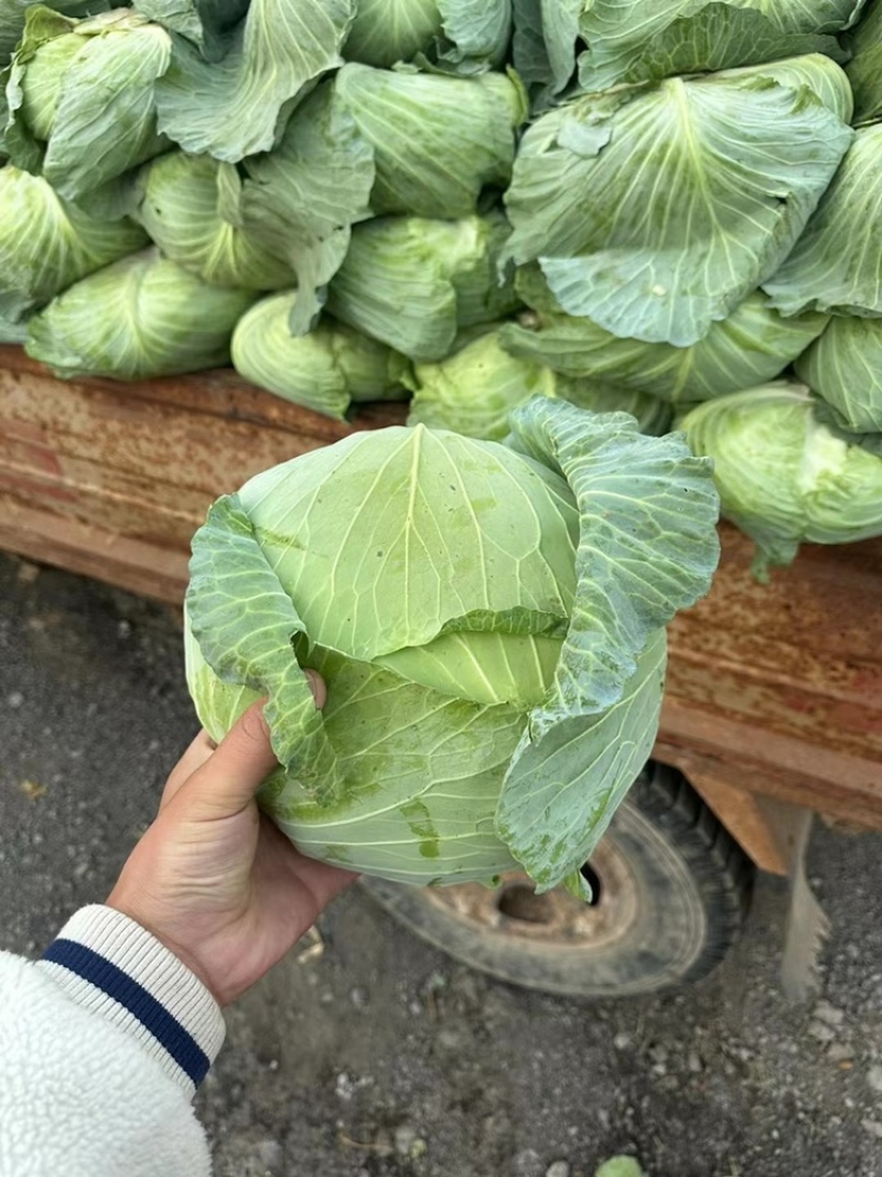 京丰一号大量供应有需要联系我