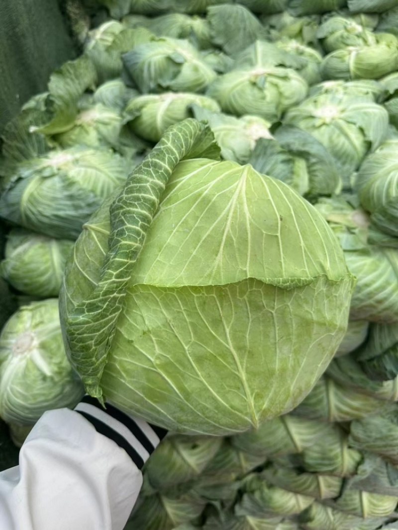京丰一号大量供应有需要联系我