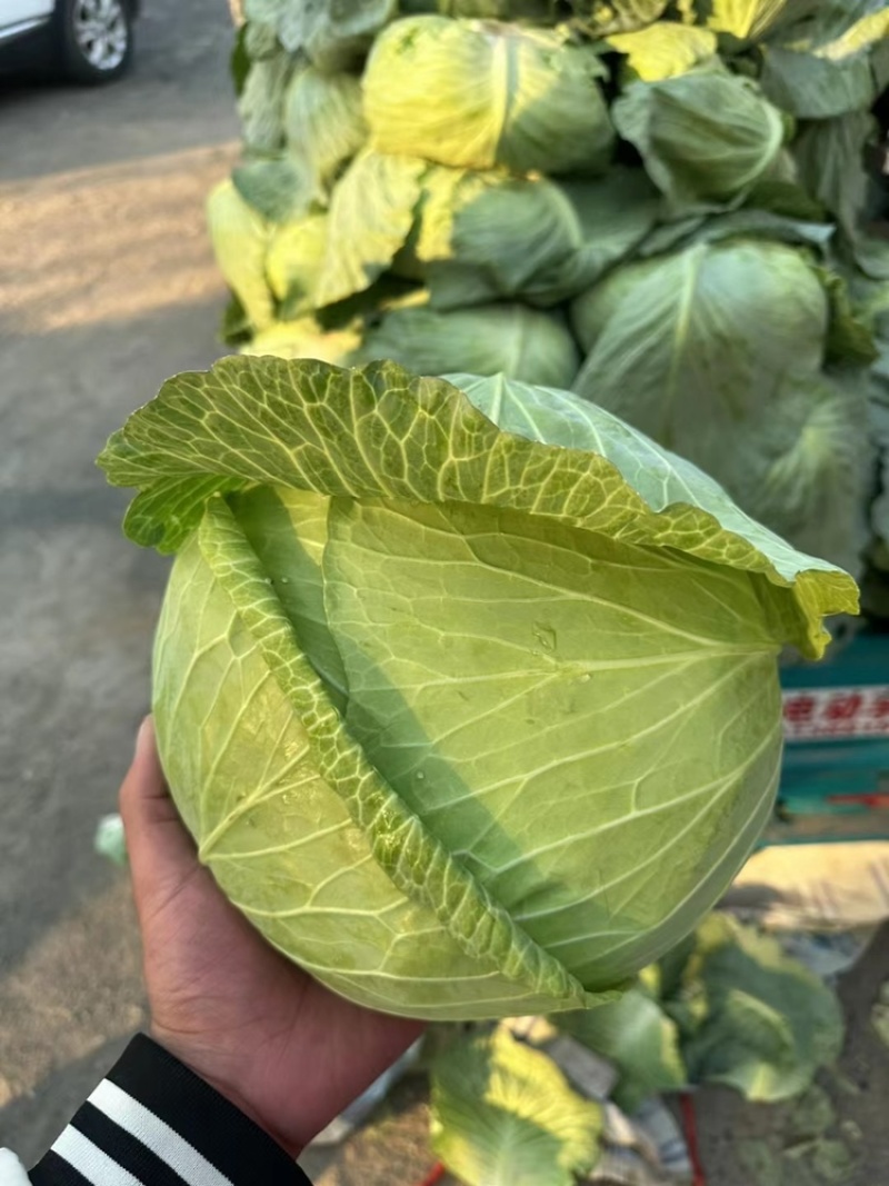 京丰一号大量供应有需要联系我
