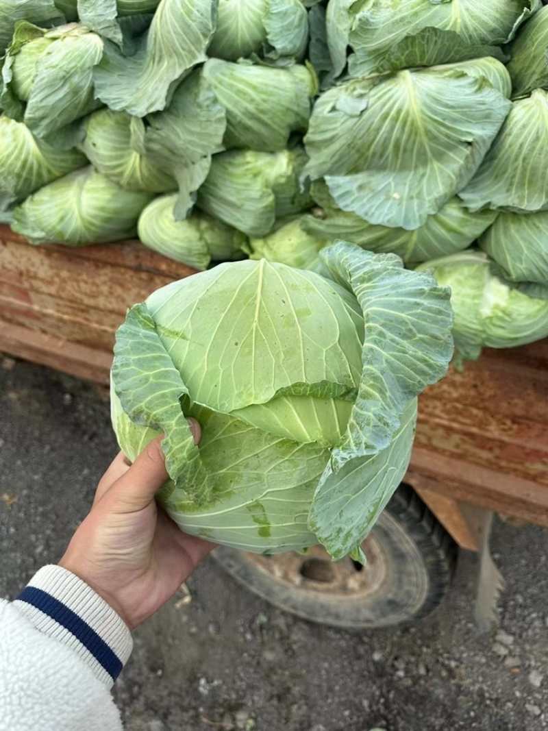 京丰一号大量供应有需要联系我