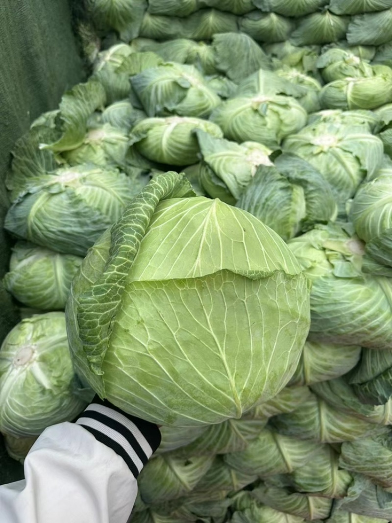 京丰一号大量供应有需要联系我