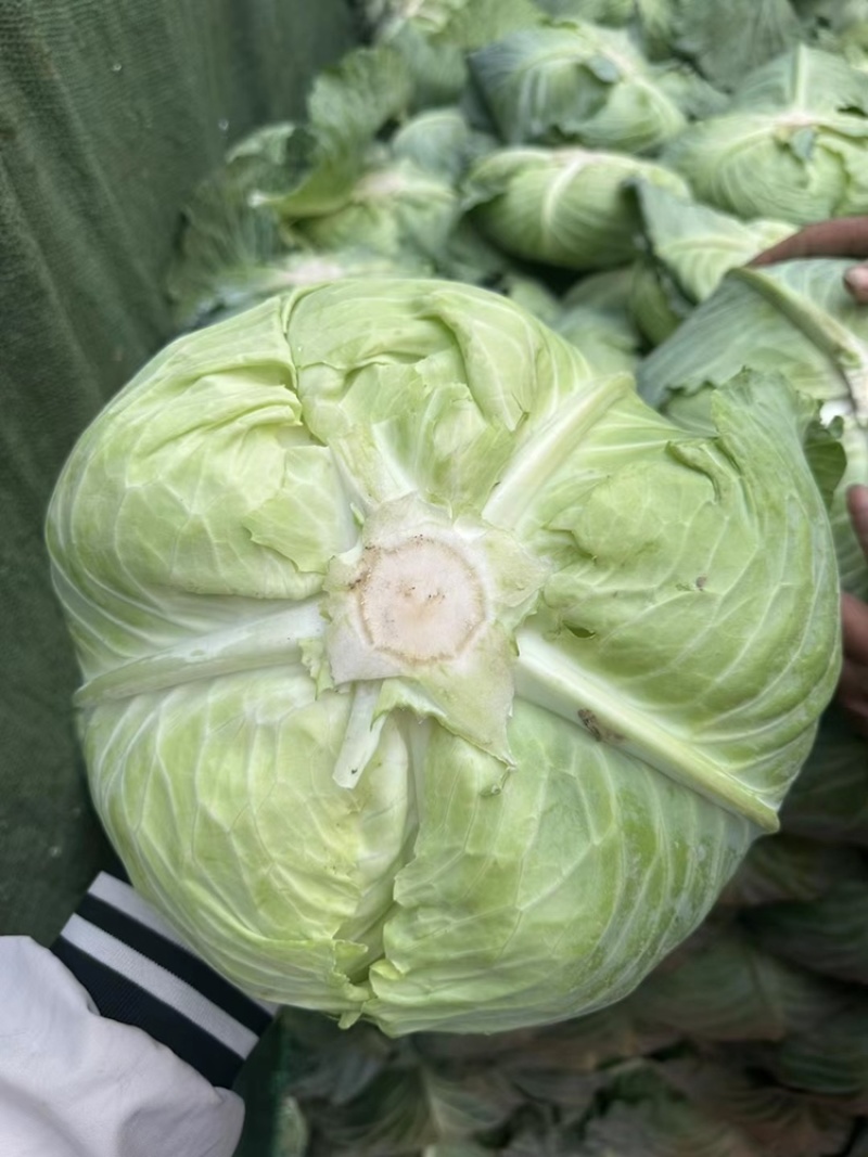 京丰一号大量供应有需要联系我