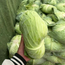 京丰一号大量供应有需要联系我