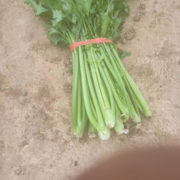 种植芹菜辣椒有需要联系