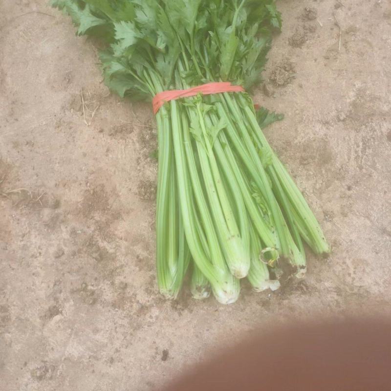 种植芹菜辣椒有需要联系